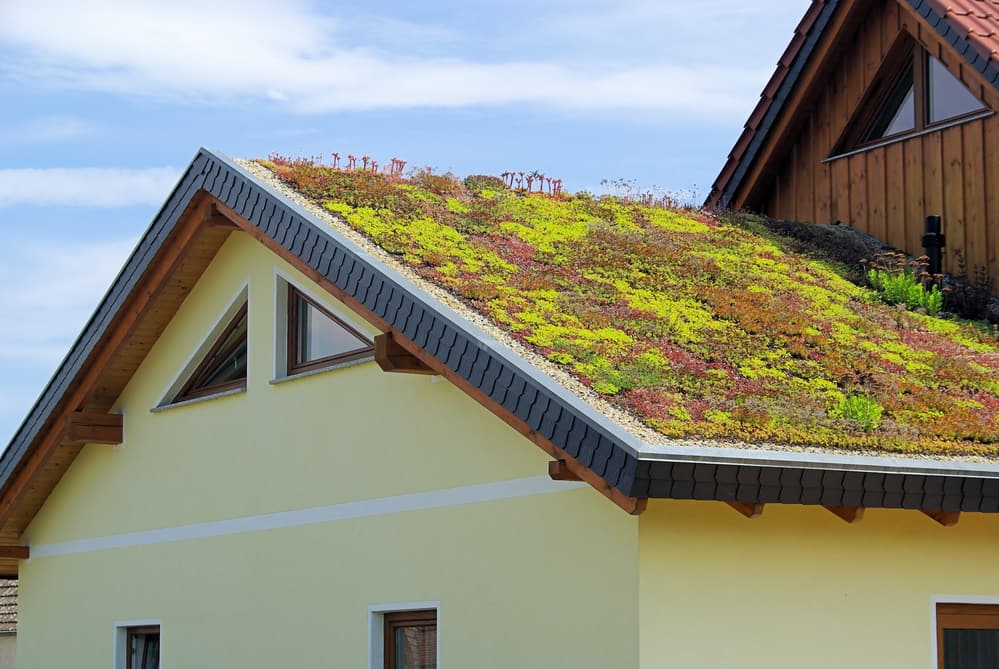Trending Green: The Phenomenon of the Vegetative Roof
